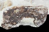 Fossil Mosasaur Skull Section - Goulmima, Morocco #107177-10